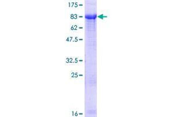 ZIM2 Protein (AA 1-527) (GST tag)