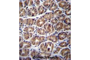 GPM6A Antibody (C-term) immunohistochemistry analysis in formalin fixed and paraffin embedded human stomach tissue followed by peroxidase conjugation of the secondary antibody and DAB staining. (GPM6A antibody  (C-Term))