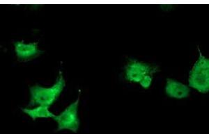 Anti-TOMM34 mouse monoclonal antibody (ABIN2454712) immunofluorescent staining of COS7 cells transiently transfected by pCMV6-ENTRY TOMM34 (RC201083). (TOMM34 antibody)