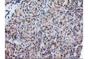 Immunohistochemical staining of paraffin-embedded Human pancreas tissue using anti-ATG3 mouse monoclonal antibody. (ATG3 antibody)