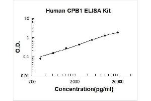 Carboxypeptidase B1 (Tissue) (CPB1) ELISA Kit