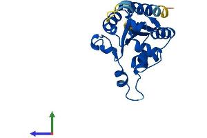 Protein Structure (PS) image for phosphopantothenoylcysteine Decarboxylase (PPCDC) (AA 1-204) protein (His tag) (ABIN7559036)