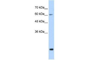 FUS antibody used at 0. (FUS antibody  (N-Term))