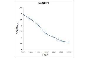 COPB1 antibody  (AA 531-630)