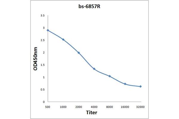 COPB1 antibody  (AA 531-630)