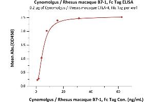 Immobilized Cynomolgus / Rhesus macaque CTLA-4, His Tag (ABIN2180926,ABIN2180925) at 2 μg/mL (100 μL/well) can bind Cynomolgus / Rhesus macaque B7-1, Fc Tag (ABIN2870586,ABIN2870587) with a linear range of 1-8 ng/mL (QC tested). (CD80 Protein (CD80) (AA 35-242) (Fc Tag))