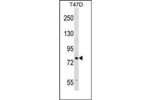 Western blot analysis of SEL1L Antibody (N-term) Cat. (SEL1L antibody  (N-Term))