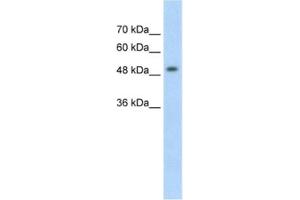 Western Blotting (WB) image for anti-Methyl CpG Binding Protein 2 (MECP2) antibody (ABIN2462717) (MECP2 antibody)