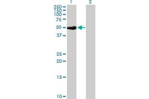 Western Blot analysis of CD48 expression in transfected 293T cell line by CD48 MaxPab rabbit polyclonal antibody. (CD48 antibody  (AA 1-243))