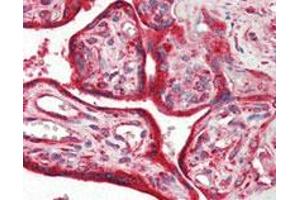 Immunohistochemical analysis of paraffin-embedded human placenta tissue using CALR monoclonal antibody, clone 1G6A7 . (Calreticulin antibody)
