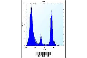 Flow cytometric analysis of U251 cells (right histogram) compared to a negative control cell (left histogram). (POMT1 antibody  (C-Term))