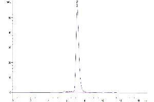 The purity of Biotinylated Human IL-1R3 is greater than 95 % as determined by SEC-HPLC. (IL1RAP Protein (AA 21-359) (His-Avi Tag,Biotin))