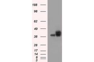 Image no. 2 for anti-Basigin (Ok Blood Group) (BSG) antibody (ABIN1498015)