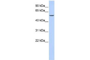 WB Suggested Anti-GATA6 Antibody Titration:  0.