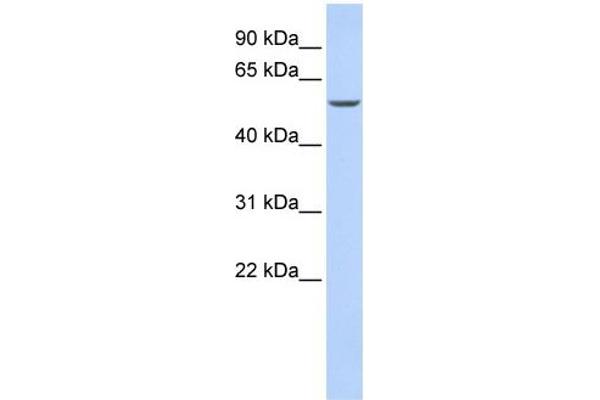 GATA6 anticorps  (N-Term)
