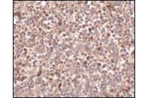 Immunohistochemistry of PIGY in human spleen tissue with this product at 2. (PIGY antibody  (C-Term))