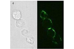 Immunofluorescence (IF) image for anti-Neural Cell Adhesion Molecule 1 (NCAM1) antibody (Biotin) (ABIN2661116) (CD56 antibody  (Biotin))