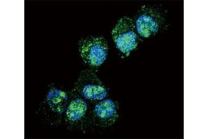 Confocal immunofluorescent analysis of PGP9. (UCHL1 antibody  (AA 16-46))
