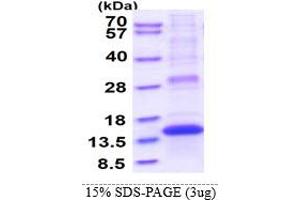 SDS-PAGE (SDS) image for Placenta-Specific 8 (PLAC8) (AA 1-115) protein (His tag) (ABIN5853285)