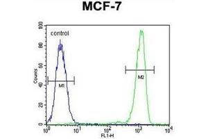 Flow cytometric analysis of MCF-7 cells using RABGAP1 Antibody (N-term) Cat. (RABGAP1 antibody  (N-Term))