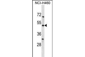 KCNK12 Antibody (C-term) (ABIN1537158 and ABIN2849703) western blot analysis in NCI- cell line lysates (35 μg/lane).