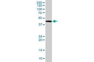 BAG5 MaxPab polyclonal antibody. (BAG5 antibody  (AA 1-447))