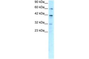 Western Blotting (WB) image for anti-E2F Transcription Factor 4, P107/p130-Binding (E2F4) antibody (ABIN2460194) (E2F4 antibody)