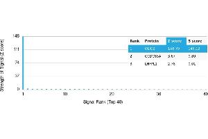 Protein Array (PAr) image for anti-Oligodendrocyte Lineage Transcription Factor 2 (OLIG2) antibody (ABIN7456250) (OLIG2 antibody)