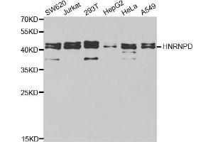 Western blot analysis of extracts of various cell lines, using HNRNPD antibody. (HNRNPD/AUF1 antibody)