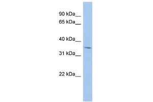 WB Suggested Anti-MPST Antibody Titration:  0. (MPST antibody  (Middle Region))