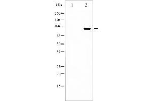 FOXO3 antibody  (pSer253)