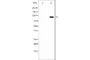 Western blot analysis of FKHRL1 phosphorylation expression in serum treated NIH-3T3 whole cell lysates,The lane on the left is treated with the antigen-specific peptide.