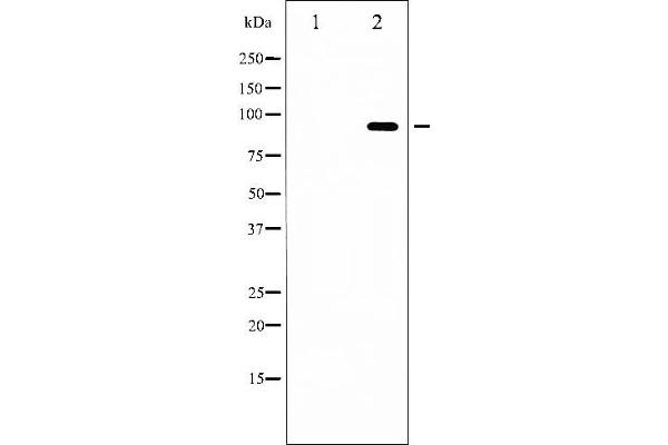 FOXO3 antibody  (pSer253)