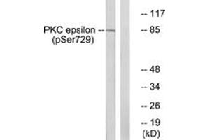 Western blot analysis of extracts from HeLa cells treated with PMA 125ng/ml 30', using PKC epsilon (Phospho-Ser729) Antibody. (PKC epsilon antibody  (pSer729))