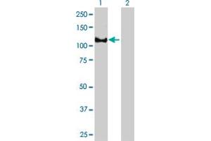 EPB41 antibody  (AA 116-225)