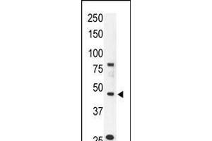 Antibody is used in Western blot to detect CCBP2 in mouse liver tissue lysate. (CCBP2 antibody  (N-Term))