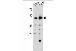 DNPEP Antibody (N-term) (ABIN655795 and ABIN2845225) western blot analysis in K562,MCF-7 cell line lysates (35 μg/lane). (Aspartyl Aminopeptidase antibody  (N-Term))