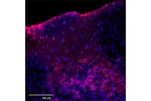 IF (confocal) on rat brain at a concentration of 30 µg/ml using Rabbit antibody to rat, mouse Mtap2 (Microtubule-associated protein 2, MAP-2, MAP 2, MAP2, MAP2R): IgG (ABIN350476), DAPI counterstained appearing in blue. (MAP2 antibody  (AA 350-400))