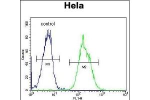 PRE1 Antibody (N-term) (ABIN652240 and ABIN2841004) flow cytometric analysis of Hela cells (right histogram) compared to a negative control cell (left histogram). (MAPRE1 antibody  (N-Term))