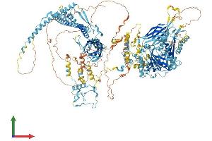 AlphaFold protein structure predicition of Human Recombinant CC2D2A Protein, UniprotID Q9P2K1 (CC2D2A Protein (AA 1-1620) (His tag))