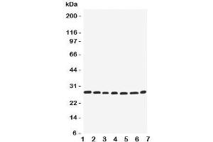Western blot testing of EIF6 antbody; Lane 1: rat liver;  2: (r) kidney;  3: human COLO320;  4: (h) SW620;  5: (h) HeLa;  6: (h) 293T;  7: mouse HEPA cell lysate.