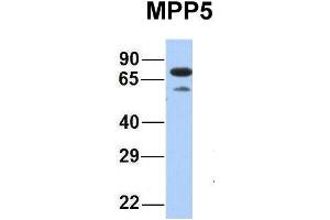 Host:  Rabbit  Target Name:  MPP5  Sample Type:  Human Fetal Heart  Antibody Dilution:  1. (MPP5 antibody  (N-Term))