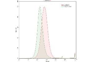 Detection of STAM1 in Raji human Burkitt's lymphoma cell line using Polyclonal Antibody to Signal Transducing Adaptor Molecule 1 (STAM1)