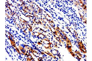 Paraformaldehyde-fixed, paraffin embedded rat kidney, Antigen retrieval by boiling in sodium citrate buffer (pH6. (Kcne3 antibody  (AA 51-103))