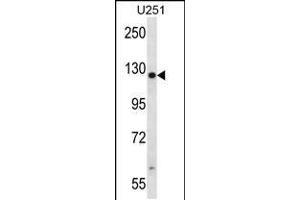 Western blot analysis in U251 cell line lysates (35ug/lane). (TTC13 antibody  (N-Term))