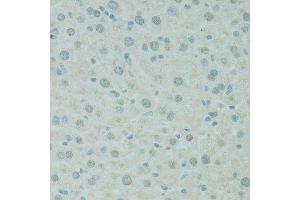 Immunohistochemistry of paraffin-embedded mouse liver using SAFB antibody.