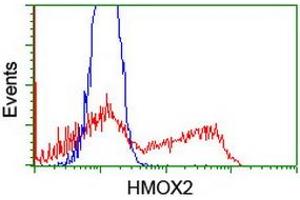 HEK293T cells transfected with either RC201777 overexpress plasmid (Red) or empty vector control plasmid (Blue) were immunostained by anti-HMOX2 antibody (ABIN2455292), and then analyzed by flow cytometry. (HMOX2 antibody)