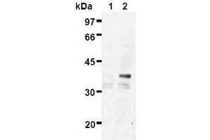 Western Blotting (WB) image for anti-ES1 Protein Homolog (AA 1-281), (full length), (N-Term) antibody (ABIN1449175)