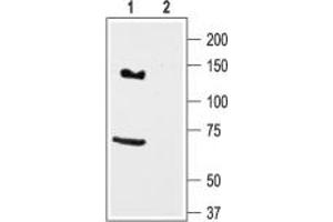 Western blot analysis of rat brain lysate: - 1. (KCNH7 antibody  (Intracellular))