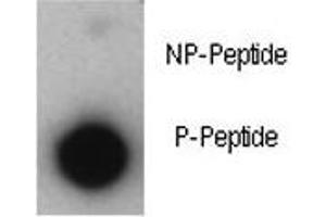 Dot blot analysis of phosphorylated-p21 antibody. (p21 antibody  (pThr57))